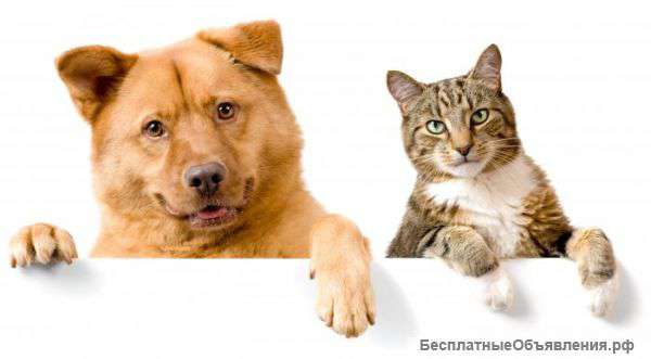 Вакцинация, прививки, чипирование для кошек и собак