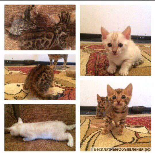 Бенгальские котята