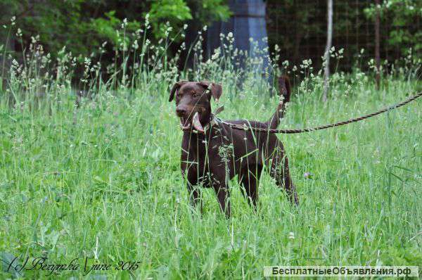 Бося ищет дом