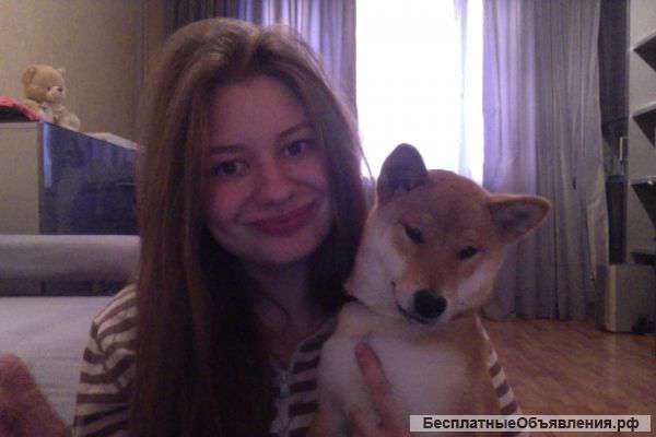 Щенок не дорого