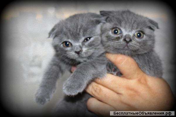 Шотландские котята