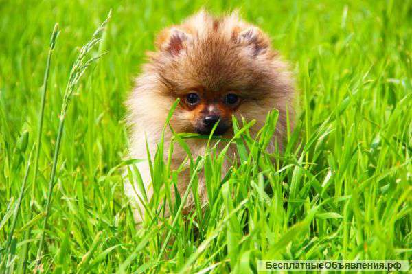 Померанский шпиц щенки