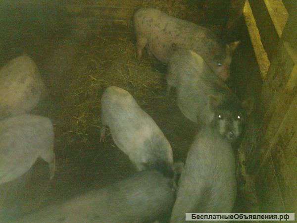 Вислобрюхие поросята разных возрастов