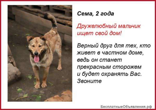 Собака в дар