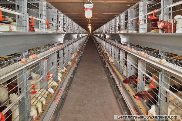 Автоматическая линия для промышленного содержания кур-несушек