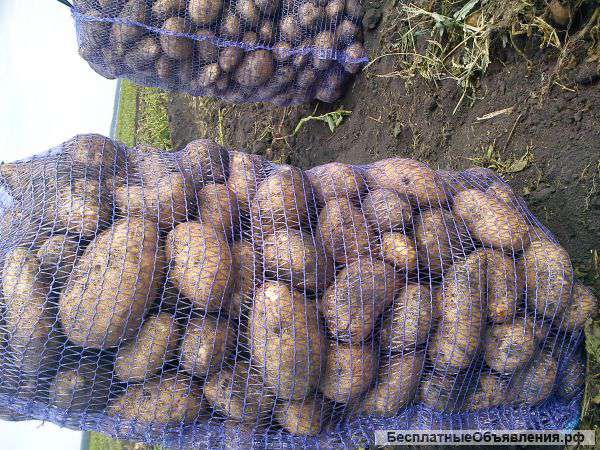 Картофель оптом.Производитель