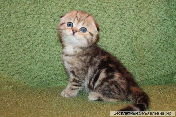 Шотландсие котята