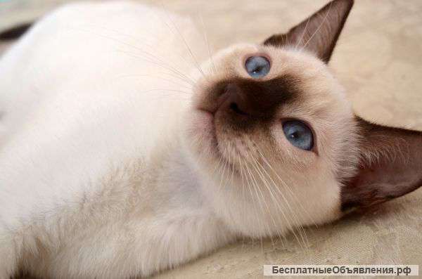 Породистые тайские котята