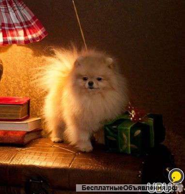 Щенок миниатюрного шпица