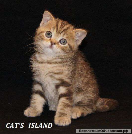 Отдам котят за символическую плату