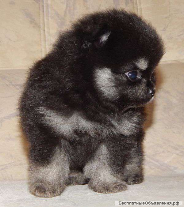 Очаровательные щенки померанского шпица