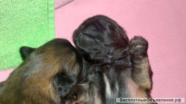 Очаровательные щенки пекинеса