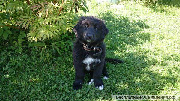 Щенок метис ньюфаундленда - кобелек