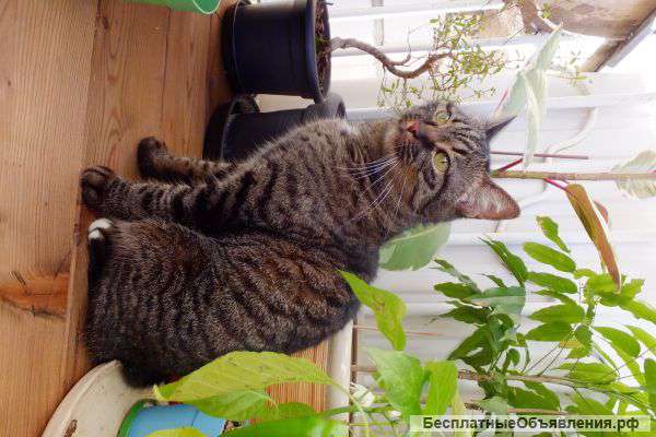 Кошка в дом