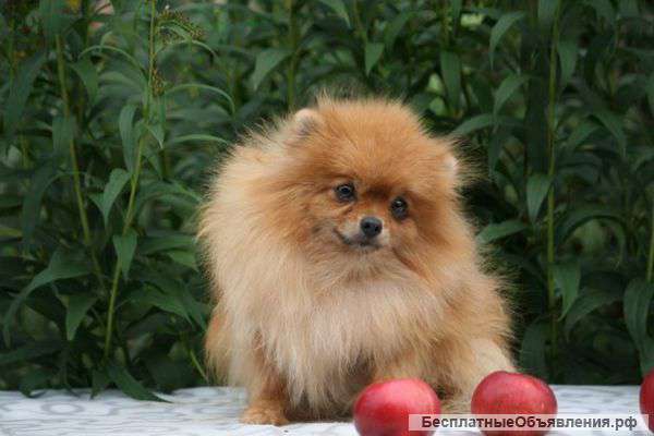 Очаровательная девочка шпиц