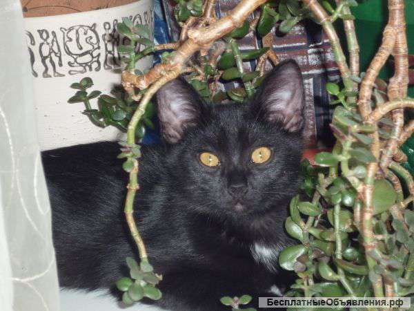 Два черных котенка в дар в хорошие руки
