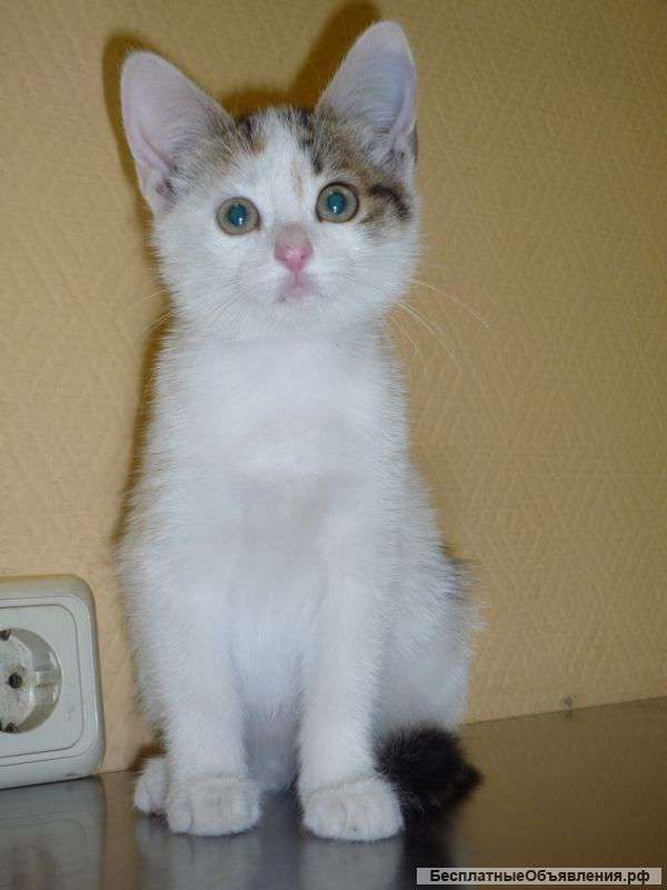 Маленький котенок (девочка) ищет дом и любящих родителей