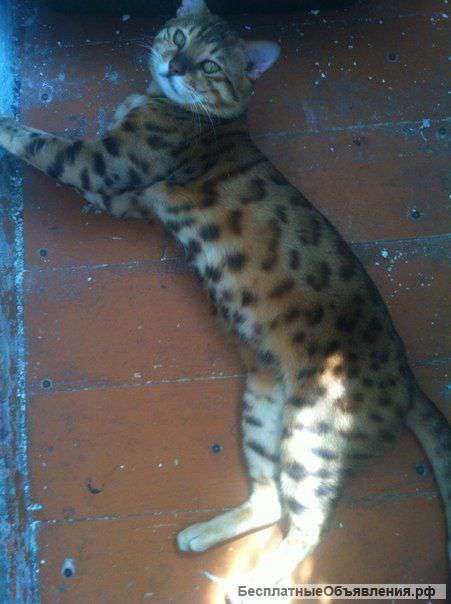 Бенгальский кот
