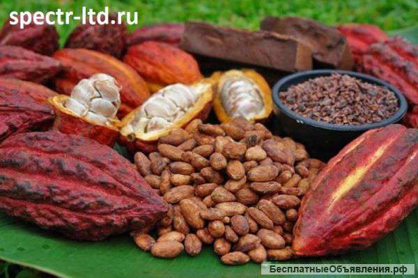 Какао Бобы, Порошок, Масло оптом. Прямые поставки.