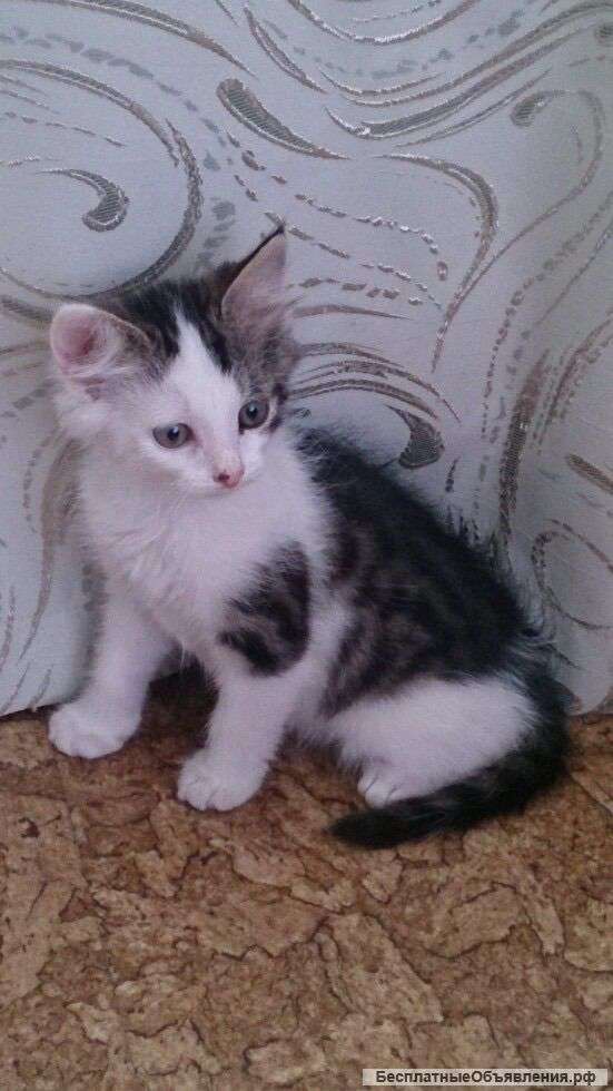 Котенок в добрые руки