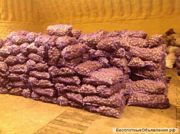 Кратофель оптом Беллороза