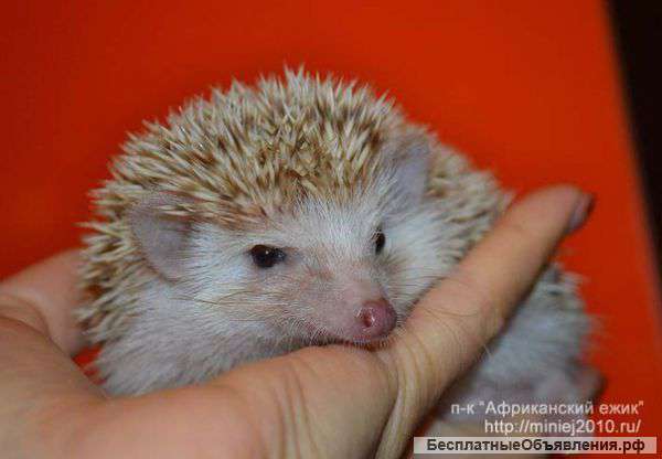 Африканский ежик. ручной малыш 1,5 мес
