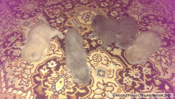 Британских котят