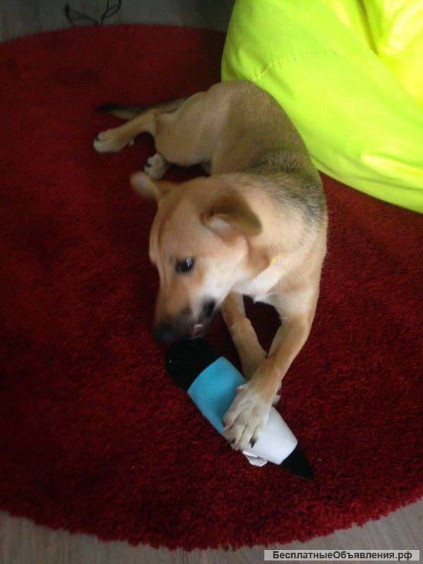 Щенок Фокси ищет дом