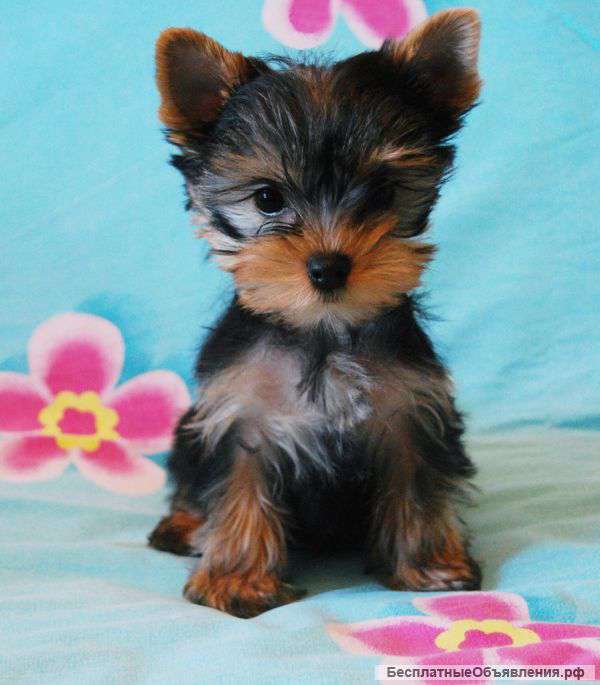 Йоркширских терьеров