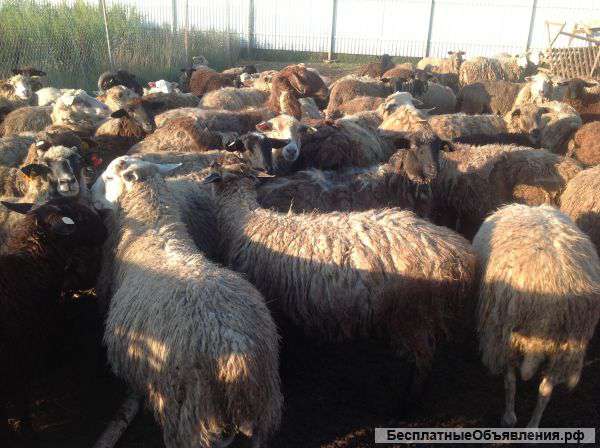 Коровы, овца,козы, свинья