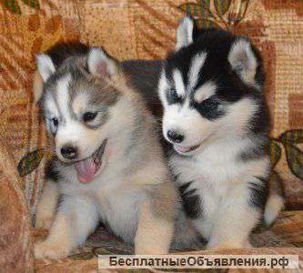 Отдам щенков