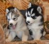 Отдам щенков