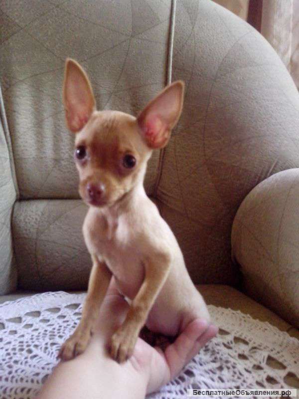 Той терьер крошечная девочка