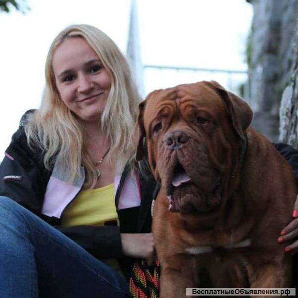 Щенок бордоского дога 8 мес