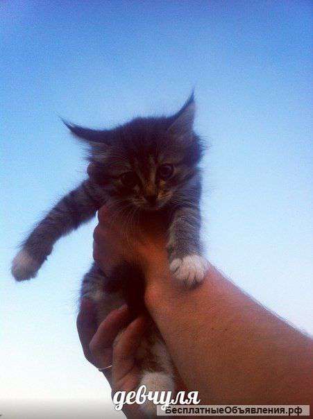 Возьмите теплого кота