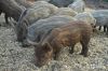 Поросят породы МАНГАЛ