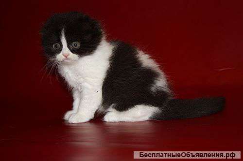 Котята скоттиш страйт, скоттиш фолд, хайленд