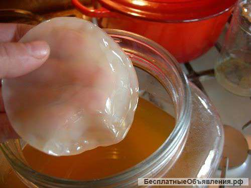 Чайный гриб