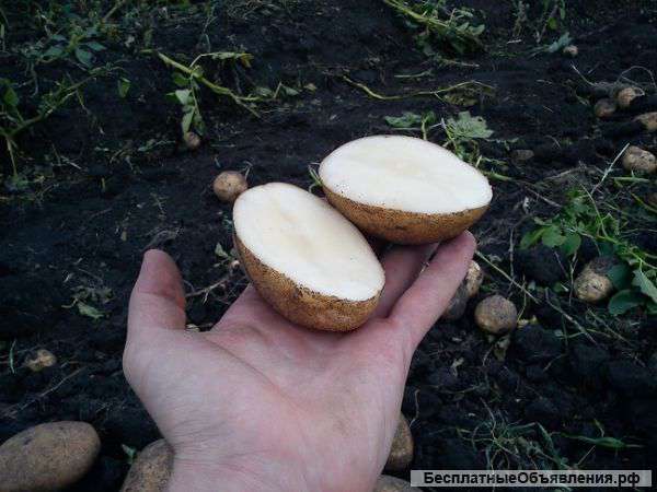 Картофель оптом.Производитель.