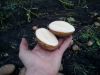 Картофель разных сортов оптом от производителя