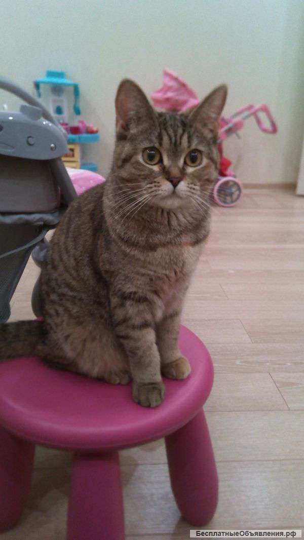 Отдам добрую и ласковую кошечка в добрые руки