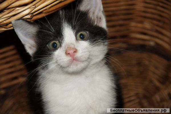 Отдам котенка в добрые руки