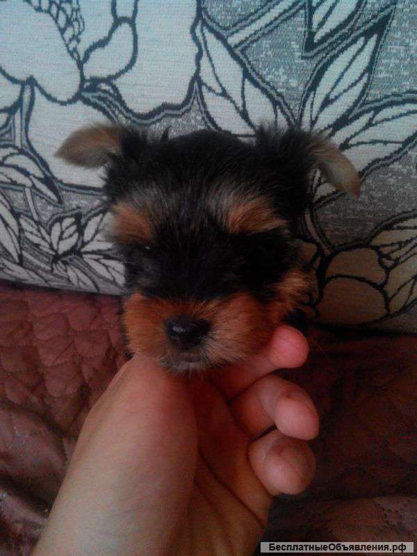 Щенки йоркширского терьера