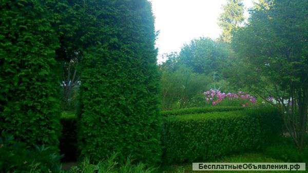 Самшит