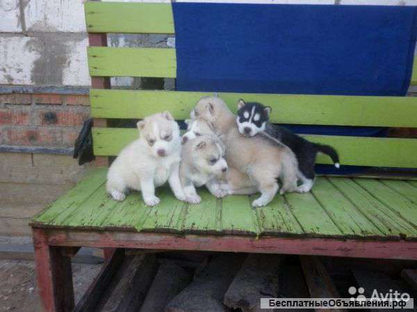 Щенят Сибирской Хаски