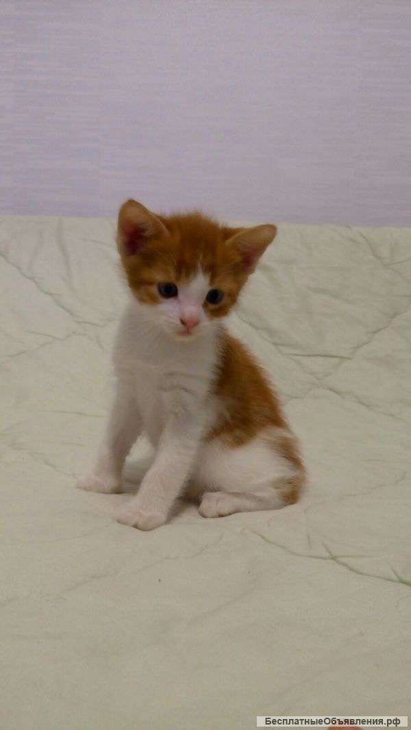 Котенок в добрые руки