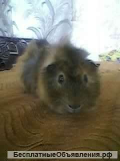 Морская свинка