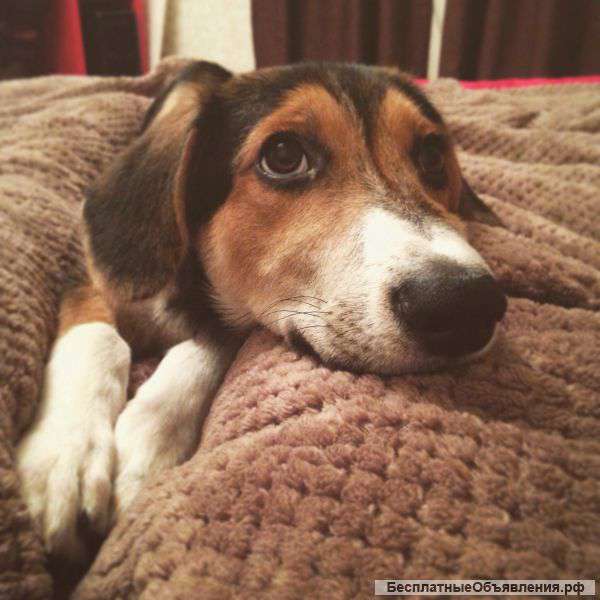 Отдадим добрую девочку в ласковые руки