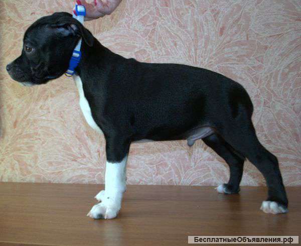 Стаффордширский бультерьер щенки