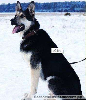 Щенки восточноевропейской овчарки из питомника Хельхаус